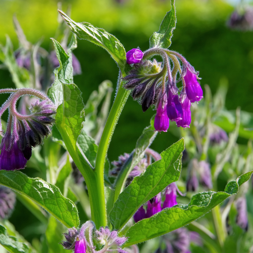 Comfrey Root Herb 1oz (28g)