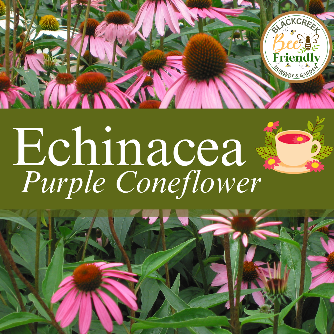 Purple Coneflower Seeds (Echinacea purpurea)