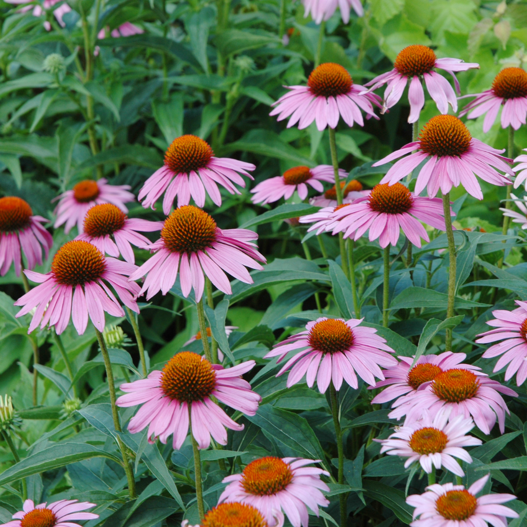 Echinacea Purpurea Loose Herb 1oz Organic