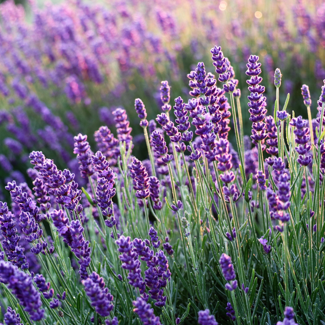 Lavender Essential Oil 40/42, 10ML