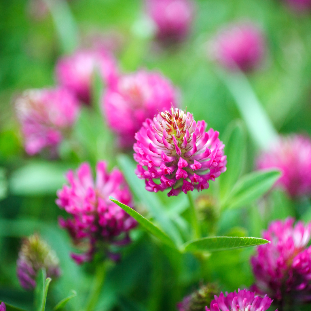 Red Clover Blossom Loose Herb 1oz Organic