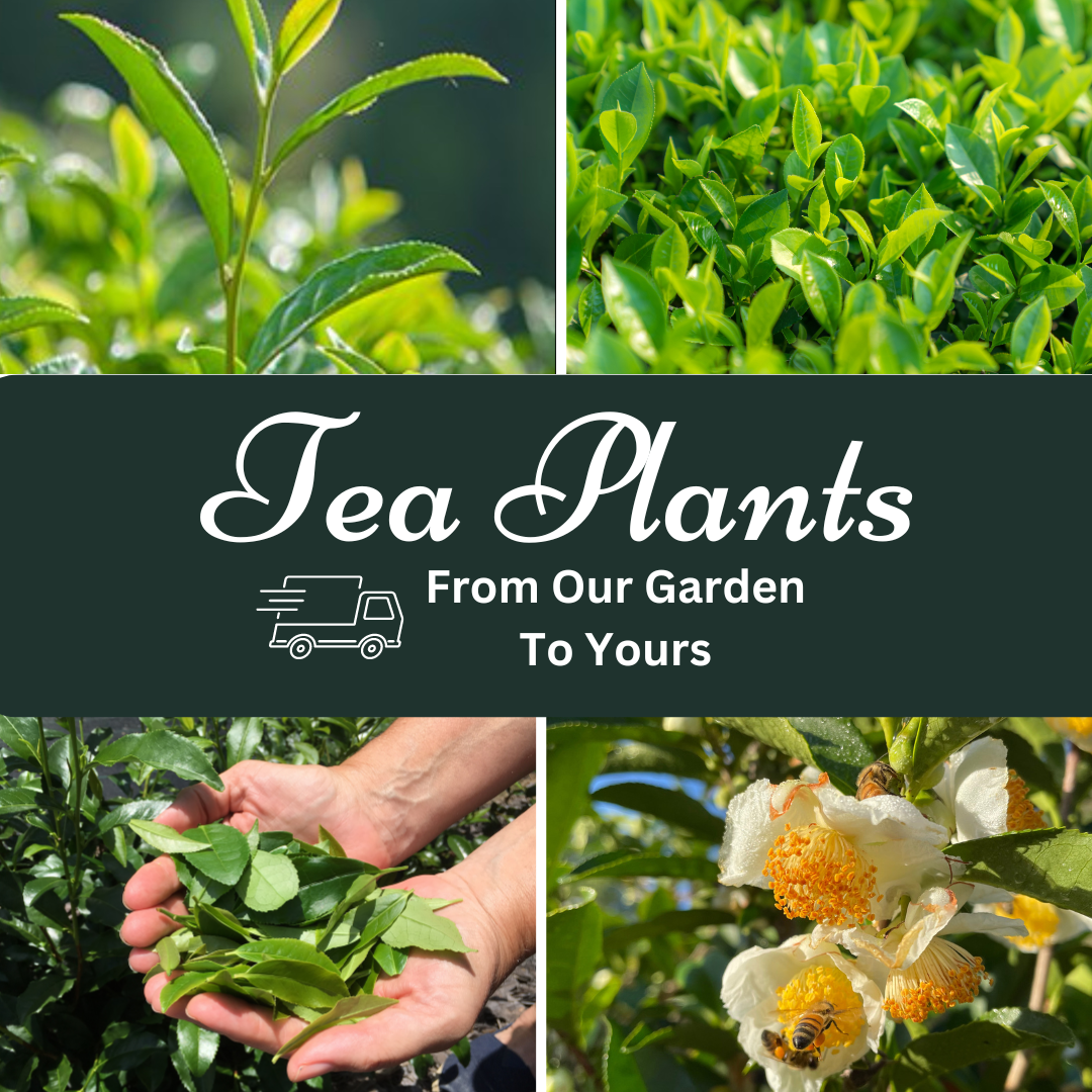 Camellia Sinensis Tea Plants 2 year - SHIPPED