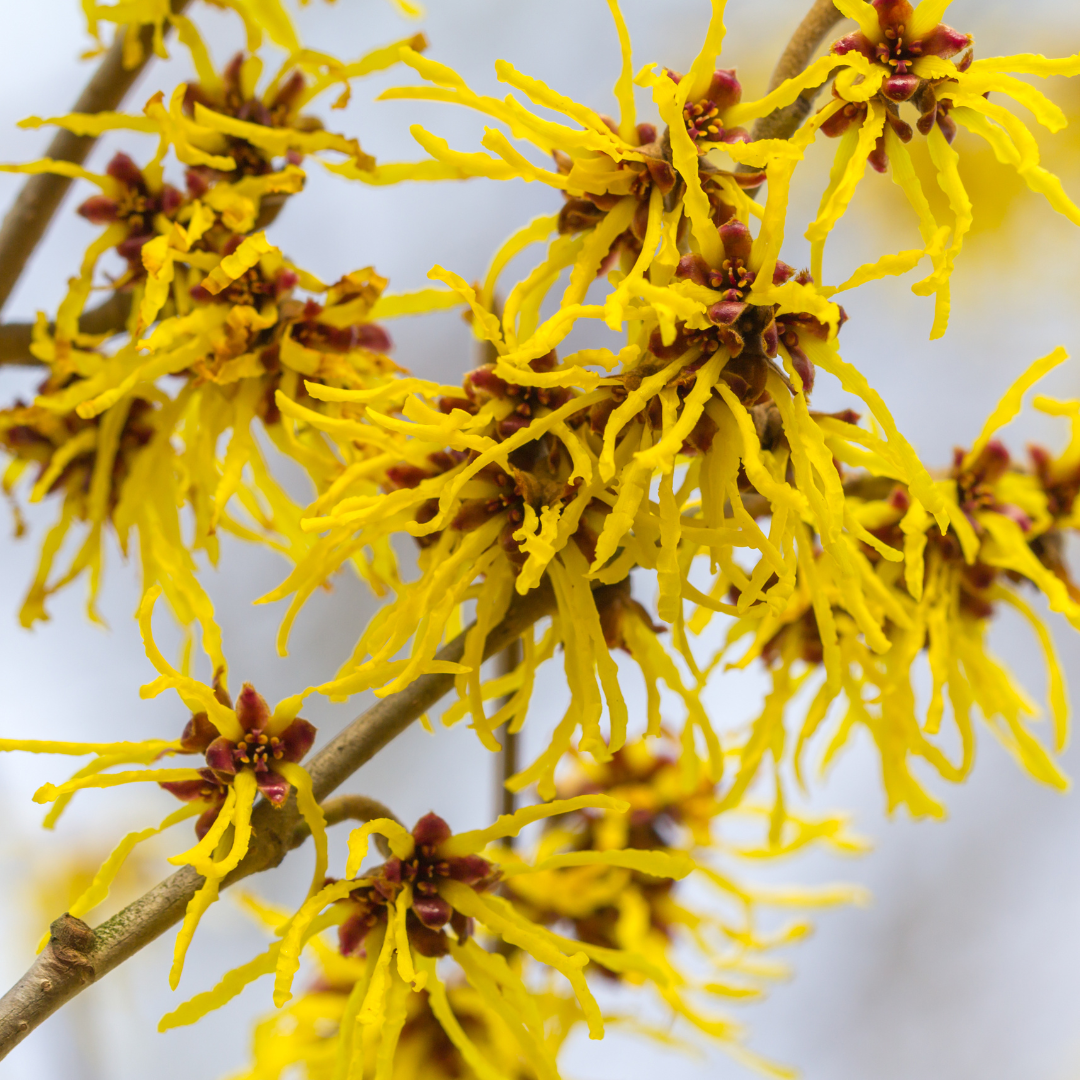 Witch Hazel Leaf Loose Herb 1oz Organic