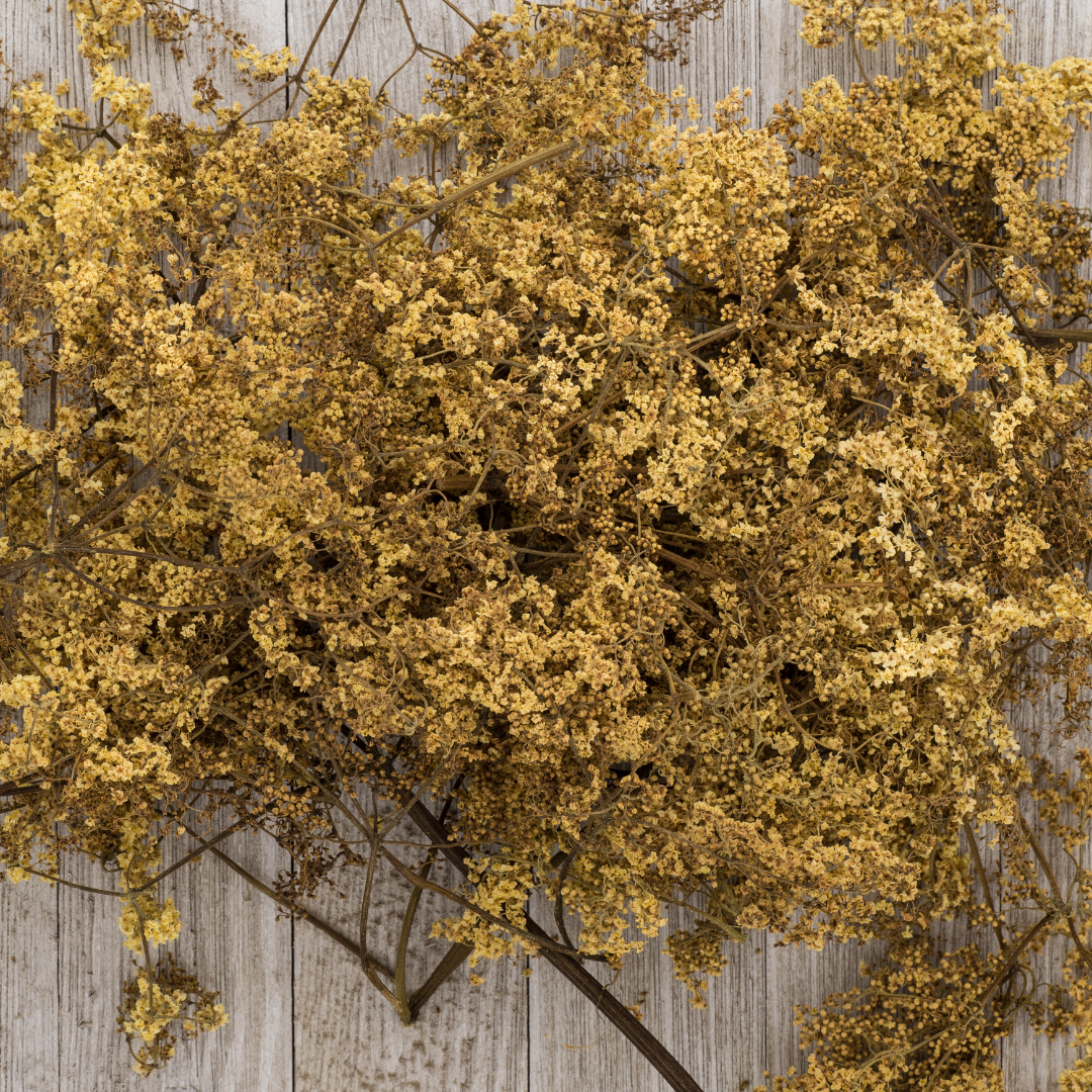 Elder Flower Loose Herbs 2oz Organic