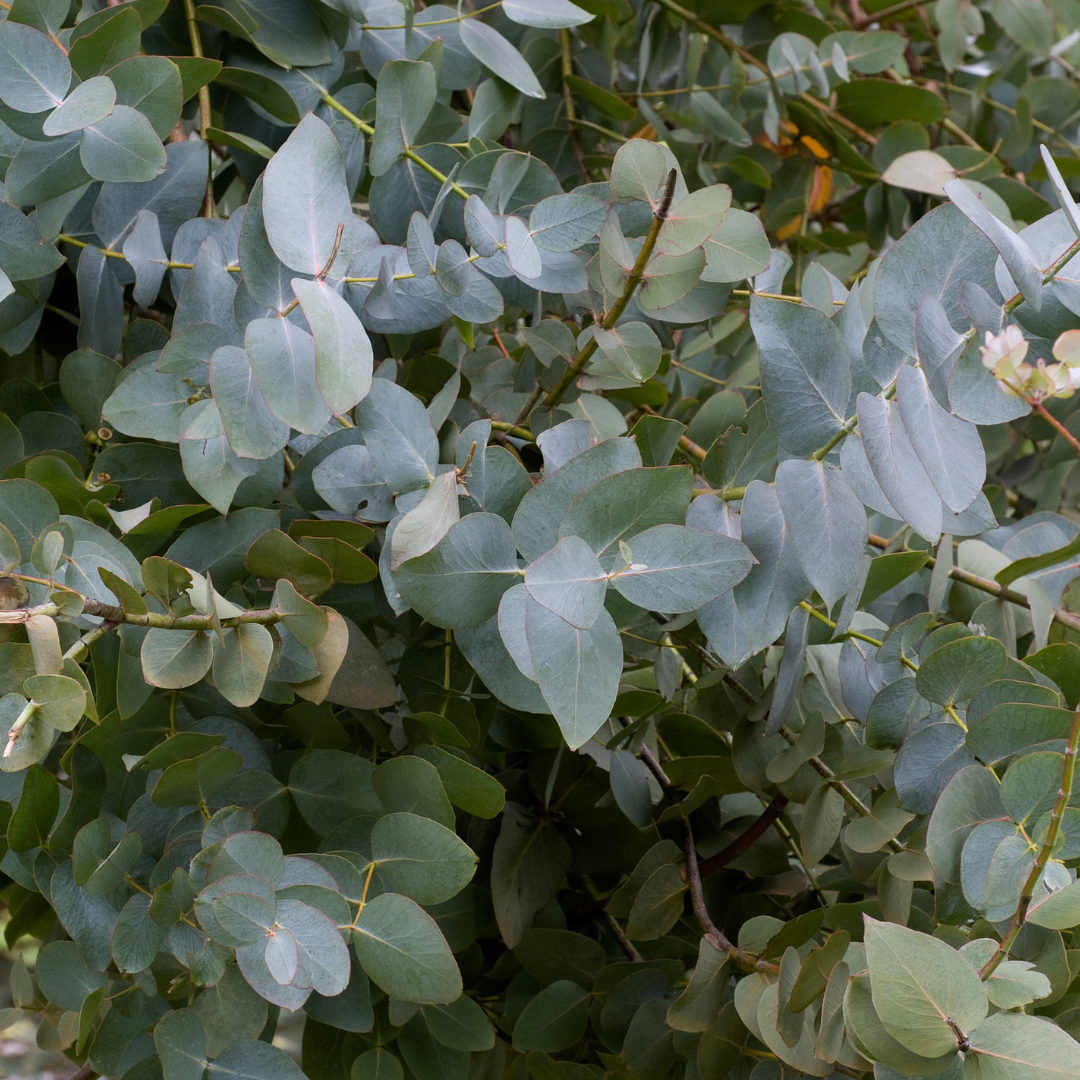 Eucalyptus Leaf Herb 1oz (28g)
