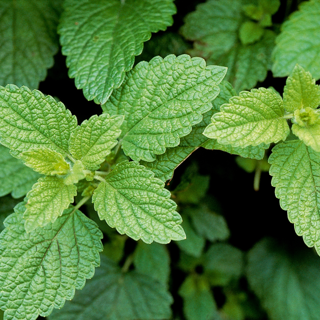 Lemon Balm Leaf Herb 1oz Organic