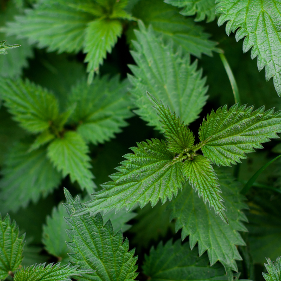 Nettle Leaf Herb 1oz Organic
