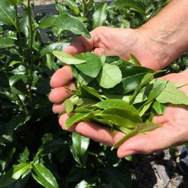 Camellia Sinensis Tea Plants 2 year - SHIPPED