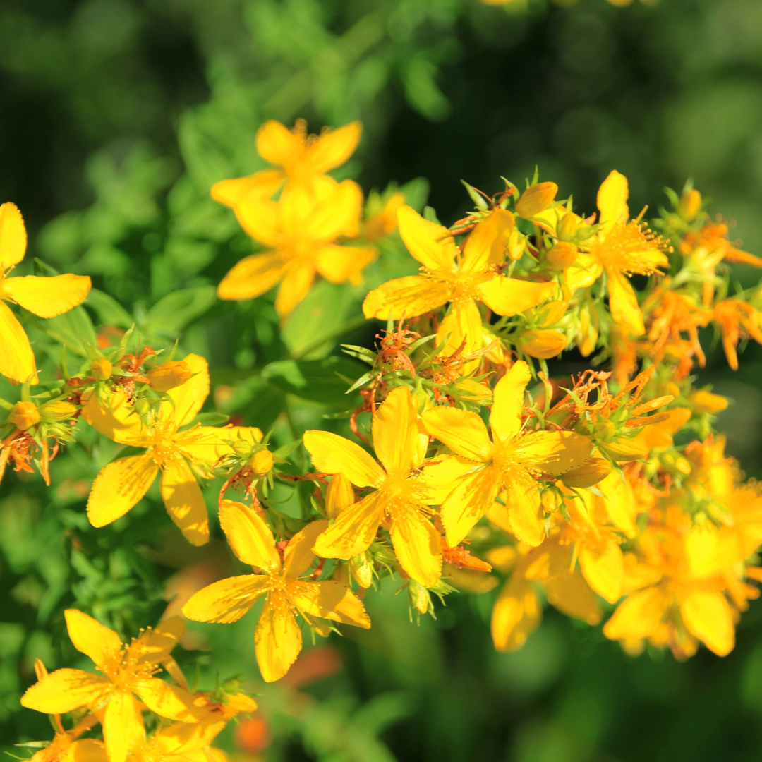 St. Johns Wort Herb 2 oz