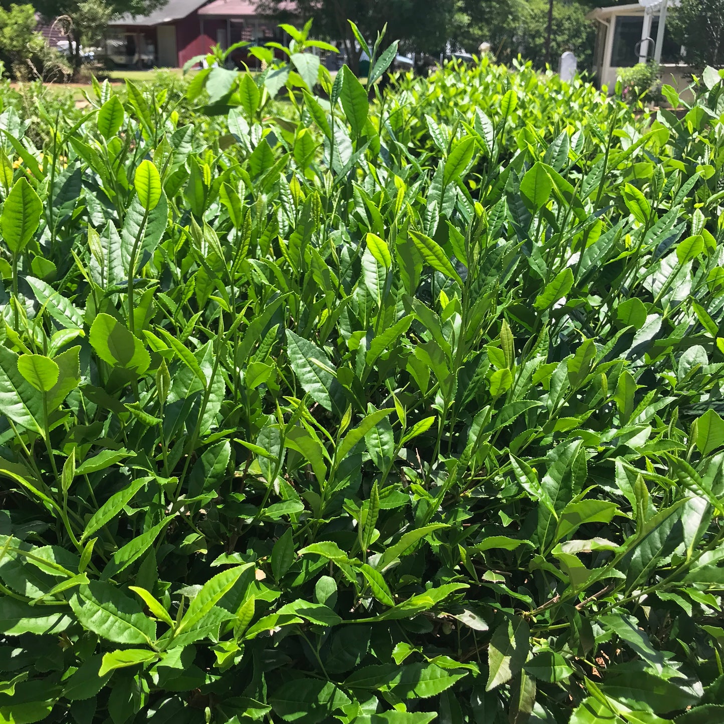 Camellia Sinensis Tea Plants 2 year - SHIPPED