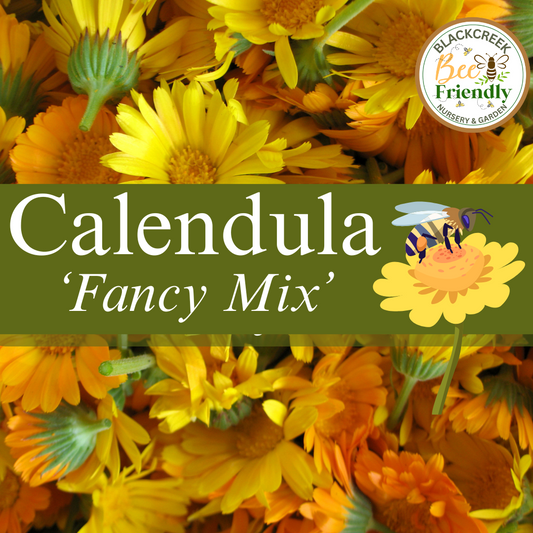 Calendula 'Fancy Mix' Seed