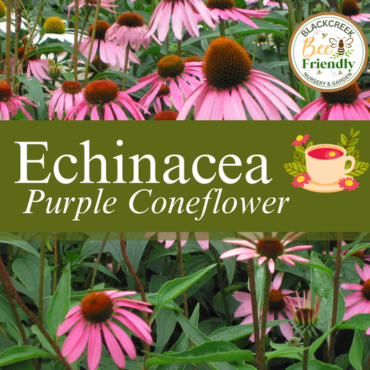 Purple Coneflower Seeds (Echinacea purpurea)
