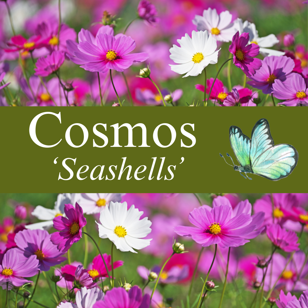 Cosmos 'Sea Shells' Seeds